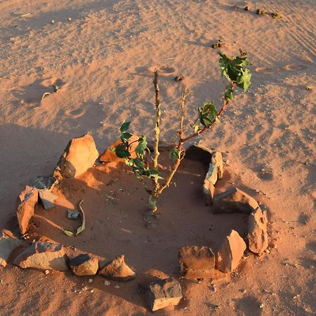 Wadi Rum Nights Bagian luar foto