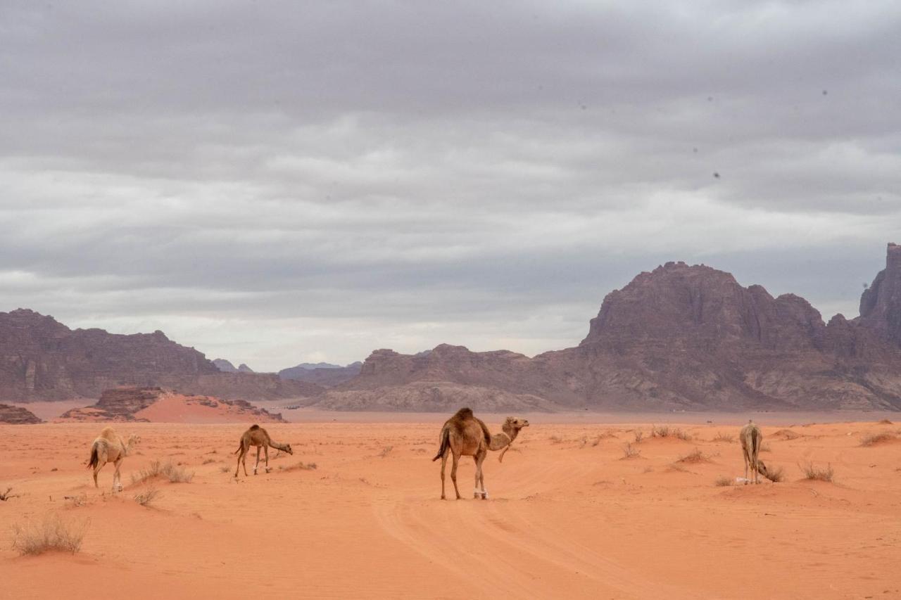 Wadi Rum Nights Bagian luar foto