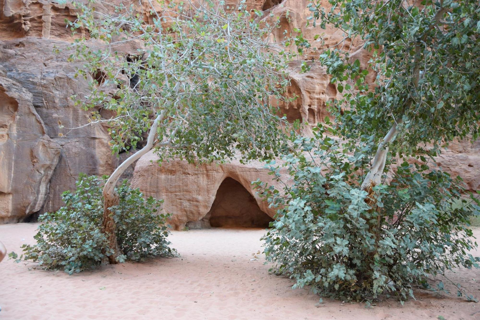 Wadi Rum Nights Bagian luar foto
